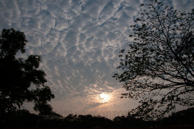 Low angle view of silhouette trees against sky during sunset