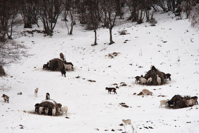 High angle view of swans on snow covered field