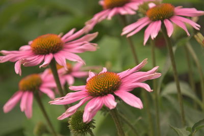 Close-up of pink flower in park