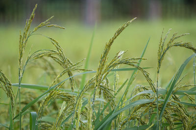 Close-up of stalks in field