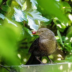 Close-up of bird perching on plant