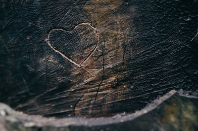 Close-up of tree stump