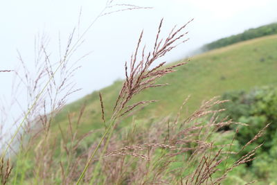 Close-up of grass on field against clear sky