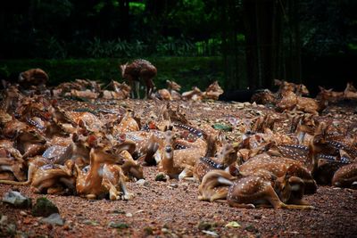 Flock of sheep in a field