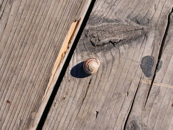 Full frame shot of shells on wooden plank