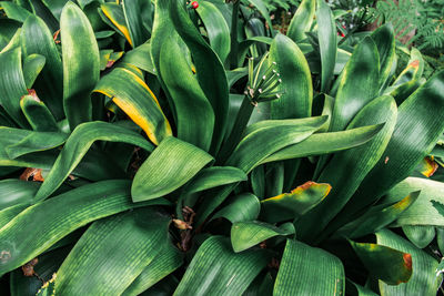 High angle view of green leaves on plant