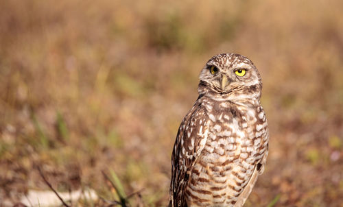 Burrowing owl athene cunicularia perched outside its burrow on marco island, florida