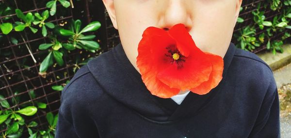 Close-up of person holding red flowering plant