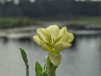 Close-up of yellow flower blooming outdoors