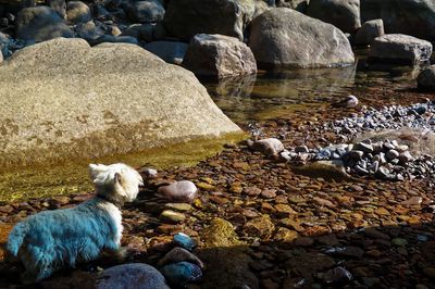 Rocks on shore