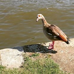 Duck on lake