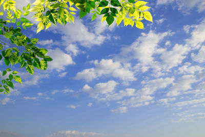 Green leaves with blured blue sky space for design