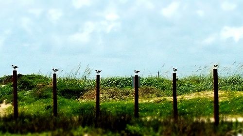 Fence on grassy field