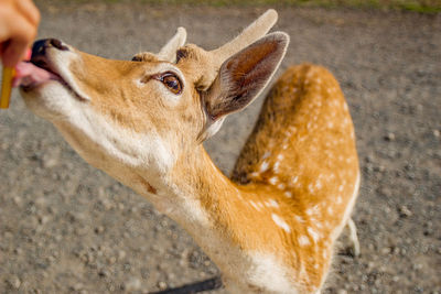 Close-up of giraffe