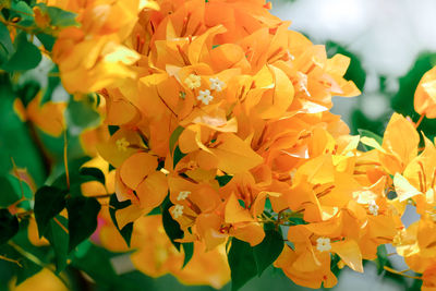 Close-up of yellow flowering plant