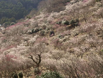 Fresh flowers on tree