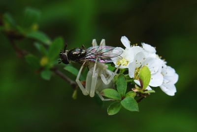 Close-up of insect pollinating on flower