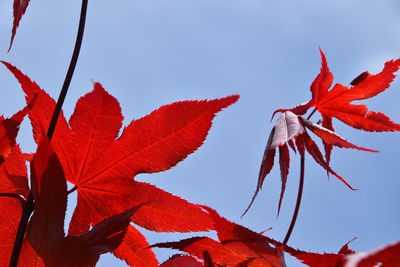 Close-up of maple leaves