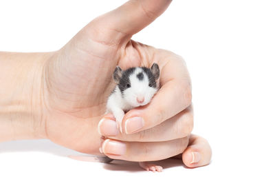 Midsection of person holding hands over white background