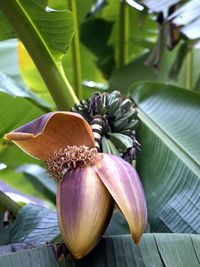 Close-up of purple flowering plant leaves