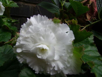 Close-up of white flower blooming outdoors