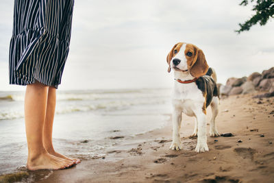 Dog standing on beach