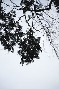 Low angle view of bare trees against clear sky