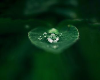 Close-up of water drops on leaf