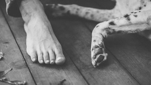 Low section of man and dog legs on wooden floor