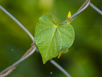 Close-up of leaf on plant