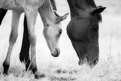 View of a horse on field