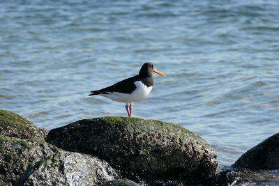 Bird perching on rock by sea