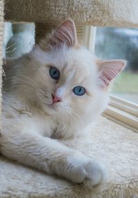 Close-up portrait of cat