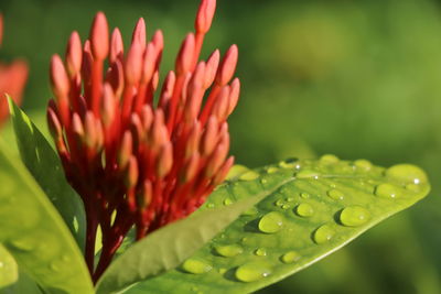 Close-up of water drops on flower