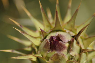 Close-up of succulent plant