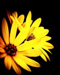 Close-up of sunflower blooming against black background