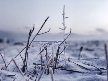 Close-up of frozen plants on field against sky