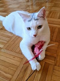 High angle view of cat sitting on hardwood floor