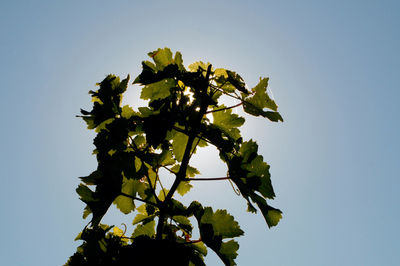 Summer time in the vineyard, green plants on a sunny day