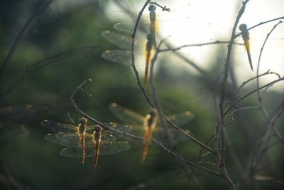 Close-up of leaf on tree