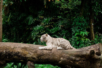 Side view of white tiger sitting on tree trunk in forest