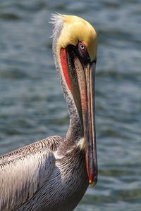 Close-up of pelican on lake