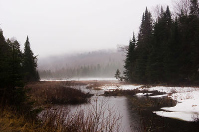 Scenic view of forest against sky during winter