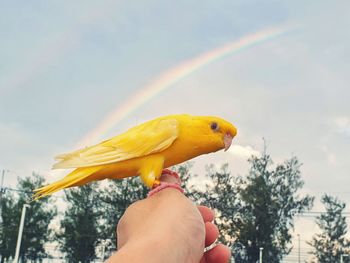 Cropped image of hand holding yellow bird