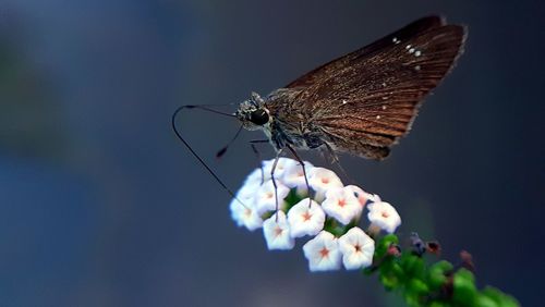 Close-up of butterfly on flower against sky
