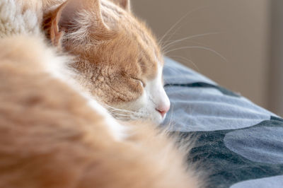 Close-up of cat sleeping