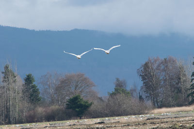 Seagulls flying in the sky