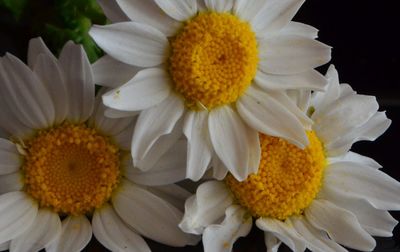 Close-up of white daisy flower