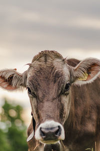 Portrait of cow