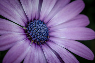 Full frame shot of purple flower